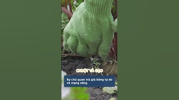 Chuột và Hũ Gạo Bài Học Về Sự Cám Dỗ và Lười Biếng