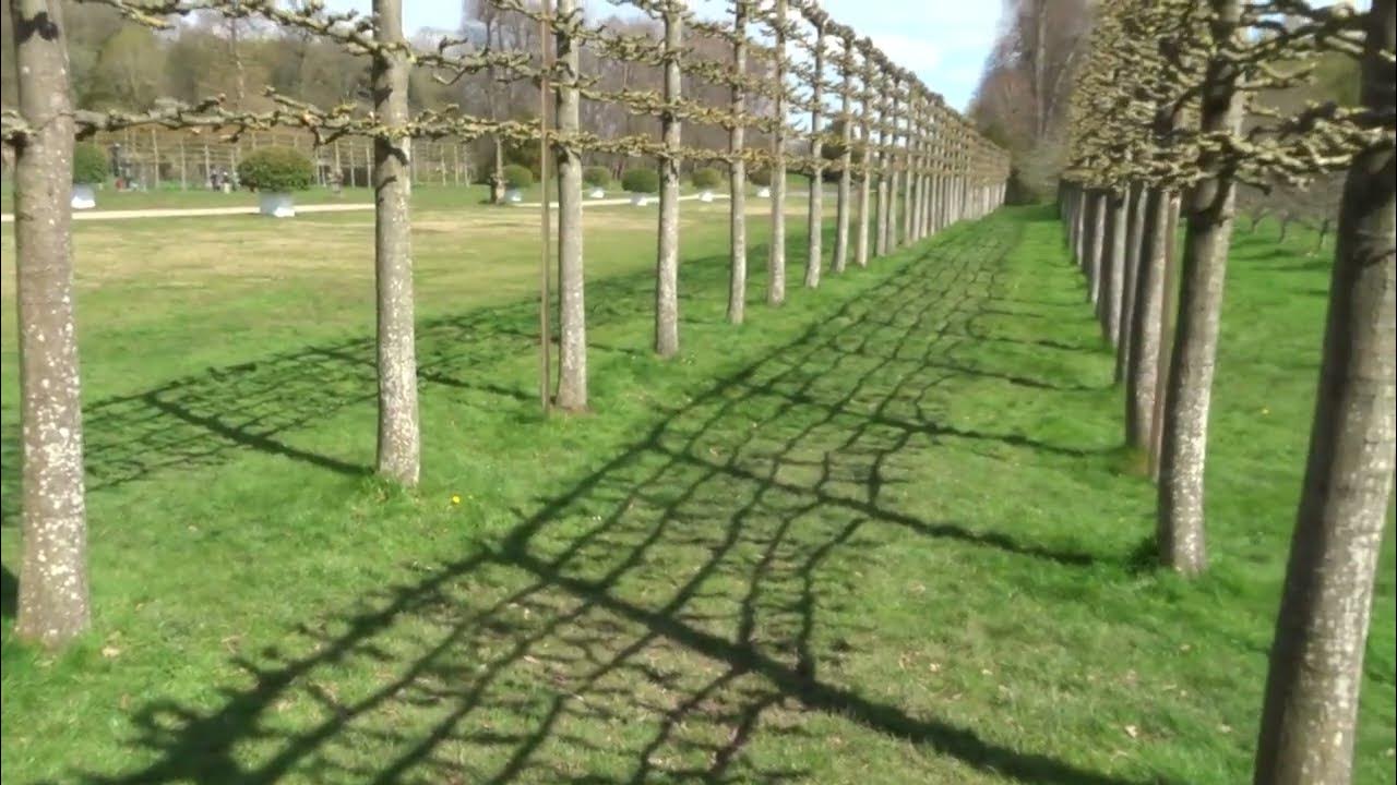Freshly 'pleached' Lime trees at the beautiful Erddig NT paysite garden