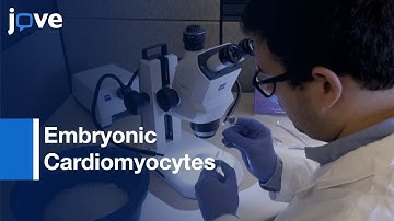 Embryonic Cardiomyocytes Implantation by Microinjection | Protocol Preview