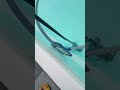 Bat In The Pool Bat In The Pool