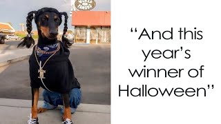 Times Pet Halloween Costumes Did Not Disappoint