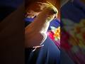 Himu Playtime on My Leg 🐦💛#cockatiels #cutebirds #birdshorts #petbirds #birdlovers #cockatiellife