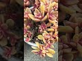 [多肉植物geee]花いかだ綴化^_^ #succulent #geee #plants #タニパト #garden #gardening #ベランダ多肉