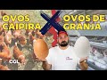 Qual a DIFERENÇA entre OVOS CAIPIRAS e OVOS DE GRANJA?