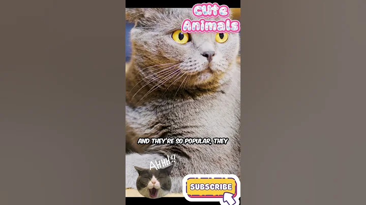 Video 11157651: scottish fold cat breed, scottish fold cat meet, cutest scottish fold cat, scottishfold cutecat, folded ears, cat facts