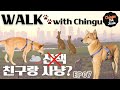 Jindo dogs hunting instinct is no joke jindo dog chases rabbitshares  rip  mouse jindodog