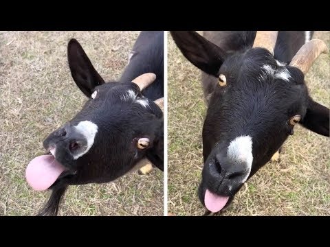 goat-wiggles-tongue-and-pulls-funny-face