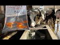 Putting Goldfish in our cows water!