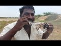 Fish caught and cooked in a different way  kadal tv