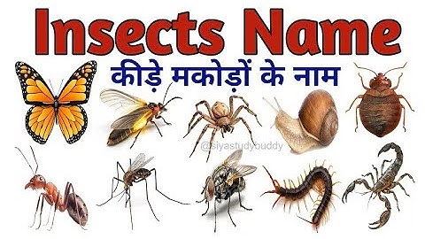 Insect | Insect Names In English | Insects Name In English | 25 Insects Names | Insects For Kids