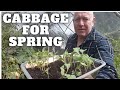 Cabbages for spring gardening allotment uk grow vegetables at home 