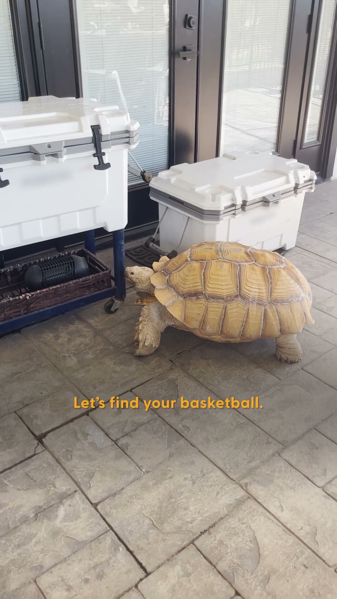 Basketball Solved A Tortoise's Anger Issues | The Dodo