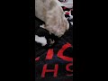 Pug Gone Wild - Hyper Crazy Pug