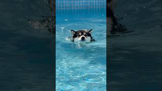 Download Lagu Vlog- Manyu \u0026 Bai | Happy International Dog Day! Stay healthy and happy! MP3