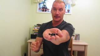 BEE PROPOLIS - Best Selling Supplement You've NEVER Heard Of