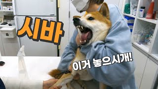 Shiba Inu Screaming at the Vet