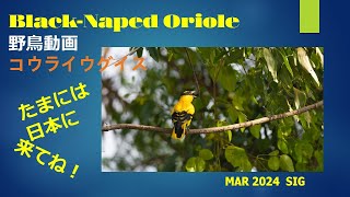 野鳥動画 コウライウグイス Back-Naped Oriole