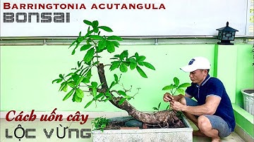 Cách Uốn Cây LỘC VỪNG Bonsai Đơn Giản Nhất Ai Cũng Làm Được