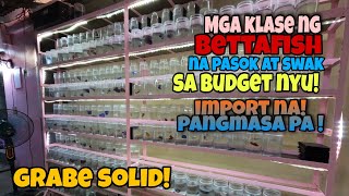 Ibat Ibang Klase ng BETTA FISH na PASOK at SWAK SA BUDGET nyu! IMPORT NA..PRESYONG  PANGMASA PA!!