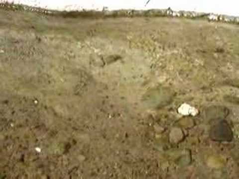 Tadpoles in the Hatta Pools