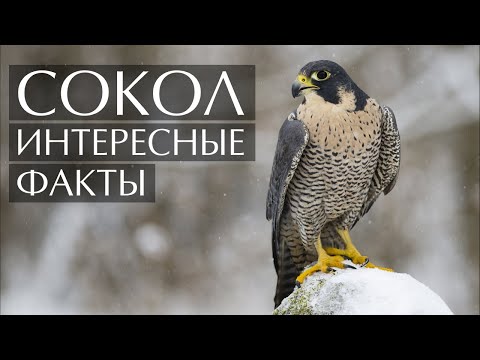 Сокол - интересные факты