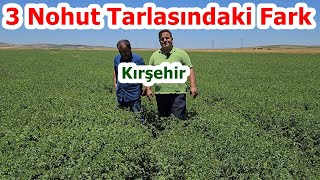 Kırşehir - Nohut Yaprak Gübresi - Kök Nodülü - Nohut Tarımı Püf Noktası - Nohut Gübreleme