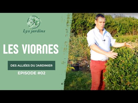 Vidéo: Pouvez-vous tailler la viorne à l'automne?