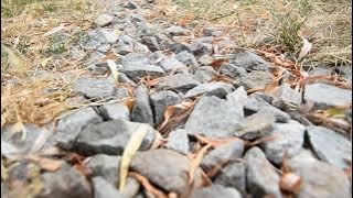 Vine trenul greu la deal - Constantin și Cosmin Gaciu