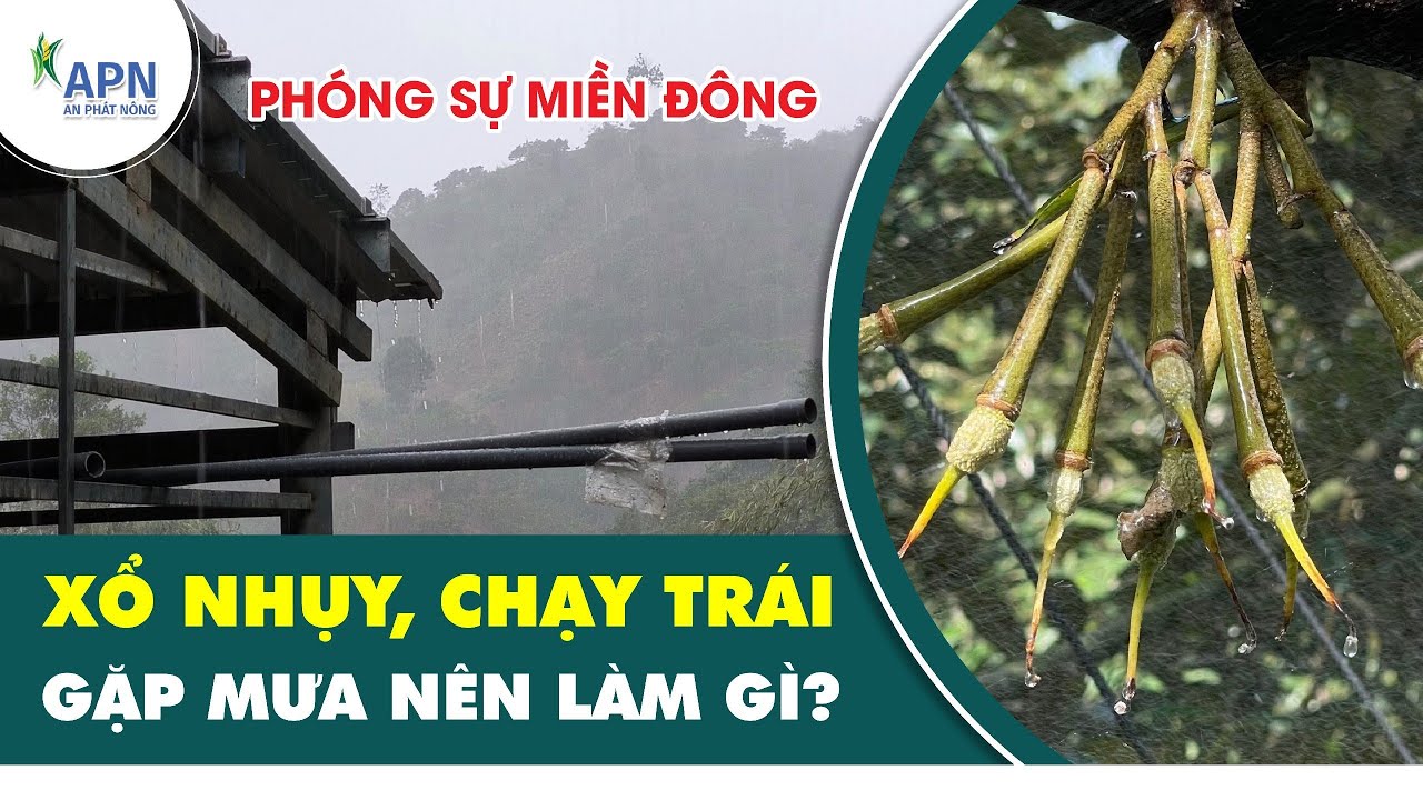 APN - LÀM GÌ KHI SẦU RIÊNG ĐANG XỔ NHỤY, CHẠY TRÁI GẶP MƯA?