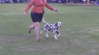 2024 DV Autumn Extravaganza  A2O Show  Non Sporting Dogs