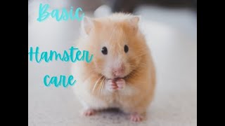 Basic Hamster Care