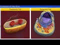 Cbse class 12 biology  molecular basis of inheritance part 2  full chapter  by shiksha house