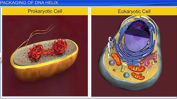 CBSE Class 12 Biology || Molecular Basis of Inheritance Part 2 || Full Chapter || By Shiksha House