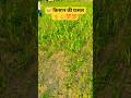किसान अपनी मेहनत करके दूसरों का पेट भरता है#farming #viral #shortsviral #trinding #youtubeshorts
