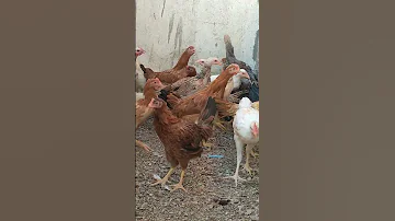 امتى تبيض الفراخ البلدى 