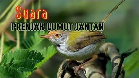 Suara prenjak lumut jantan memanggil betina | andalan buat pikat