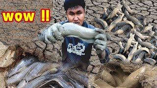 แทบช็อค!! ตะลึงเมื่อจับปลา ใต้ดินแห้ง Unique fishing|catching catfishin dry Fishing Technology 2021