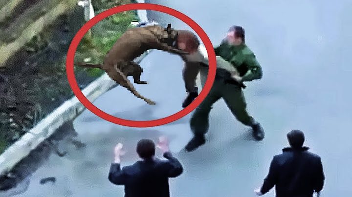 25 Animales Heroes Protegiendo a Sus Humanos Captados en Camara
