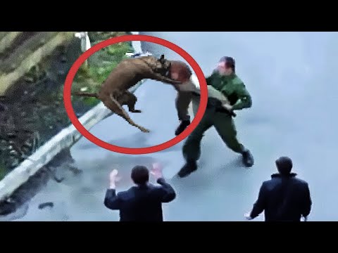 Video: No creerás las cosas heroicas que estos 14 perros han hecho