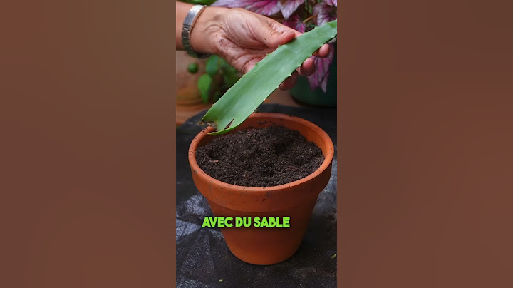 Bouturage Aloe Vera ! #aloevera