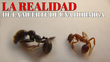 ¿Por qué las hormigas mueven a sus muertos?
