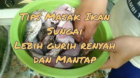 Thumbnail of Tips masak ikan sungai | goreng ikan gabus/ ikan sungai jambi