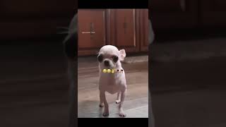 yo no tengo el : #humor #viral #bros #memes #fyp #edit #pov #xd #trendingnow #viralmemes #jp #jw