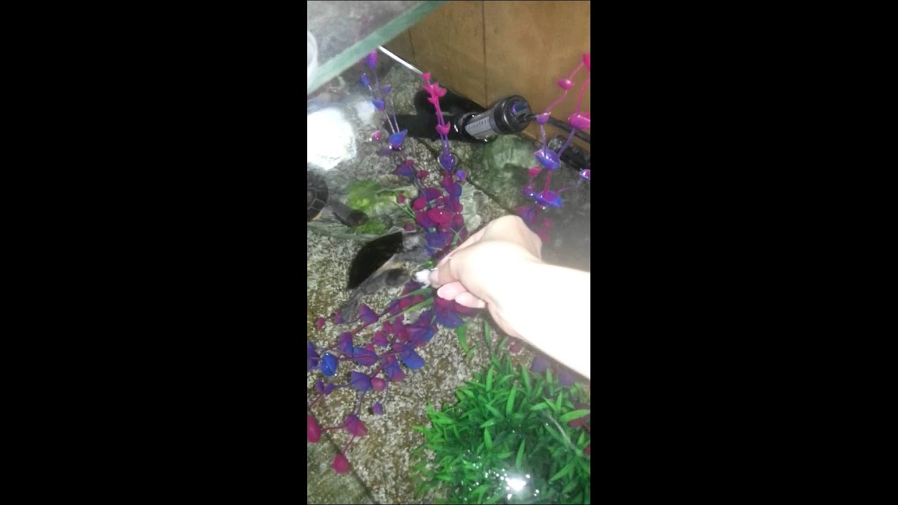 Eastern Long Neck Turtle Food Time YouTube