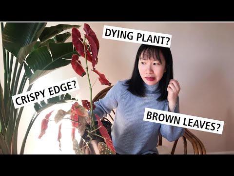 Video: Listy Begónie Suché: Prečo Izbové Kvety Vysychajú A čo Robiť? Prečo Begónia V Zime Vädne A Ako Zachrániť Kmeň?