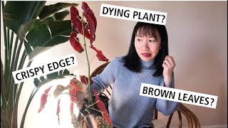 How To Save Your Dying Begonia Maculata Wightii? Two Ways To Avoid Brown Edges in Winter!