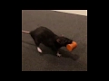 Slowmo of pet rat running away with a stolen carrot