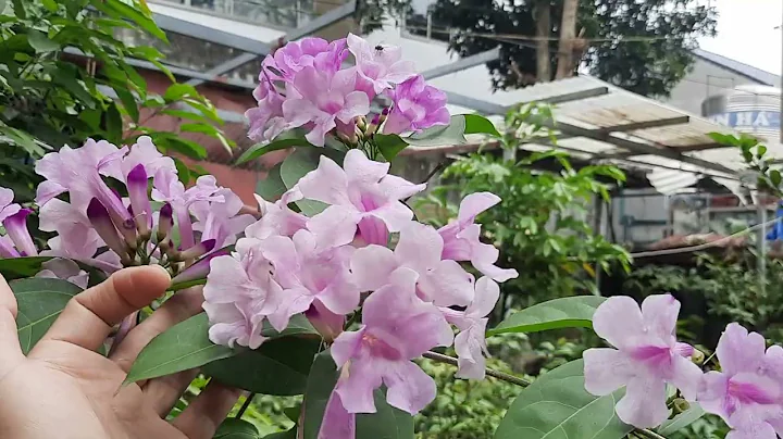 Jasmine. Smile 0917329662