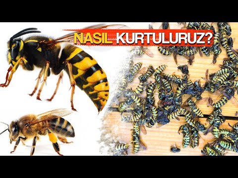 Video: Eşek arılarından nasıl kurtulurum? Yaban arısı yuvalarının nedenleri