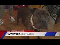 Adopt these St. Louis area dogs